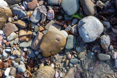 Bir sonbahar günü, bir dağ nehrinin yatağı boyunca bir yolculuk sığ bir taban ve taşlar güneş ışığında ısınıyor, doğa kışa hazırlanıyor..