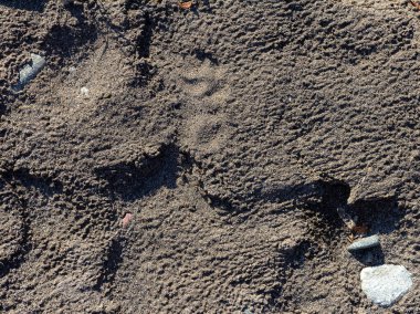 Bir sonbahar günü, bir dağ nehrinin yatağı boyunca bir yolculuk sığ bir taban ve taşlar güneş ışığında ısınıyor, doğa kışa hazırlanıyor..