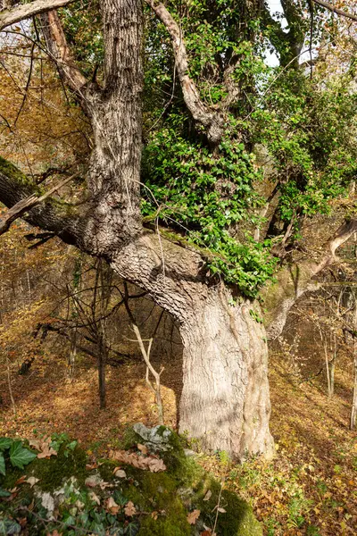 Reis Door Het Herfstpark Natuur Observeer Natuurlijke Veranderingen Het Leven — Stockfoto