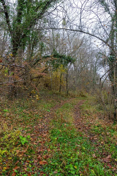 Viaje Través Del Parque Colinas Otoño Naturaleza Observando Los Cambios — Foto de Stock