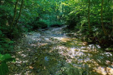 Bir dağ nehrinin yatağında bir yolculuk, bir yaz günü, sığ bir taban ve taşlar güneş ışığında ısınıyor..