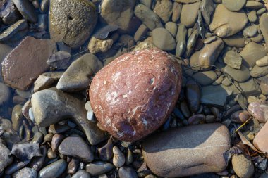 Sonbahar, sabah güneşinin altında, bir dağ nehrinin sığ kumlu dibi, yakın çekim..