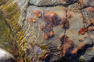 Sonbahar, sabah güneşinin altında, bir dağ nehrinin sığ kumlu dibi, yakın çekim..