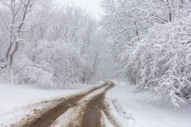 Kış, doğa parkında ilk kar yağışı, yumuşak kar her şeyi beyaz bir battaniyeye sardı, havada yüzen kar taneleri....