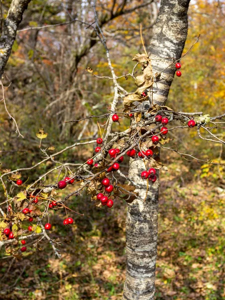 Travel Autumn Foothill Park Nature Observing Natural Changes Life Plants — Stock Photo, Image