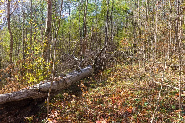 自然の中で秋の丘陵公園を旅し 植物や木の生活の自然の変化を観察する — ストック写真