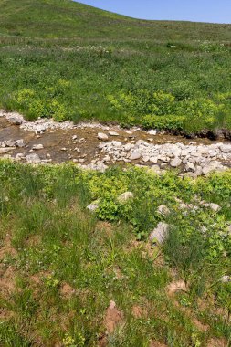 Dağ nehrinin yatağı boyunca bir park alanı güneşli bir yaz gününde yürür, doğayla iletişim kurulacak yerler..