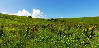 Dağ nehrinin yatağı boyunca bir park alanı güneşli bir yaz gününde yürür, doğayla iletişim kurulacak yerler..