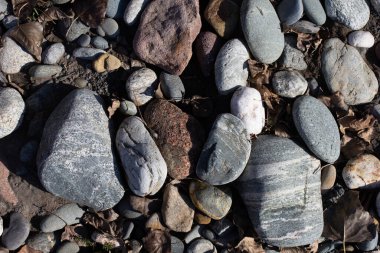 Sonbahar, sabah güneşinin altında, bir dağ nehrinin sığ kumlu dibi, yakın çekim..