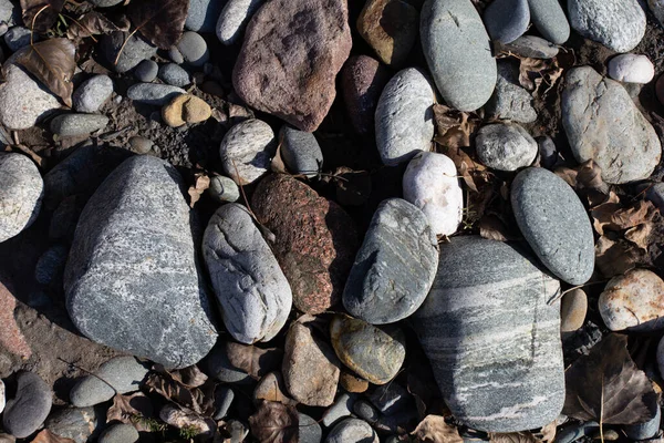 Sonbahar, sabah güneşinin altında, bir dağ nehrinin sığ kumlu dibi, yakın çekim..