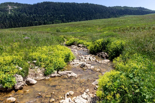 Bir dağ nehrinin yatağında bir yolculuk, bir yaz günü, sığ bir taban ve taşlar güneş ışığında ısınıyor..