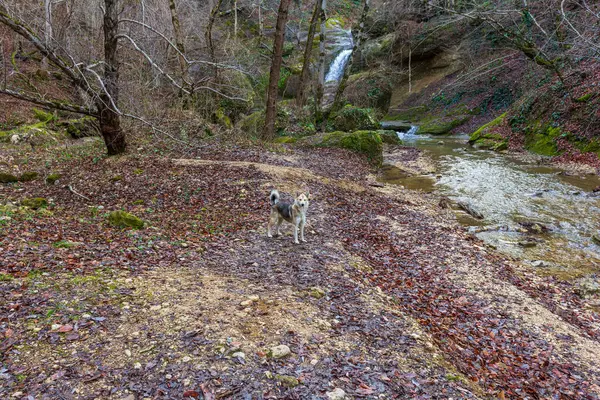 Natuurlijke Rivierbedding Watervallen Een Bergrivier Herfst Een Natuurpark Wandelen Pittoreske — Stockfoto