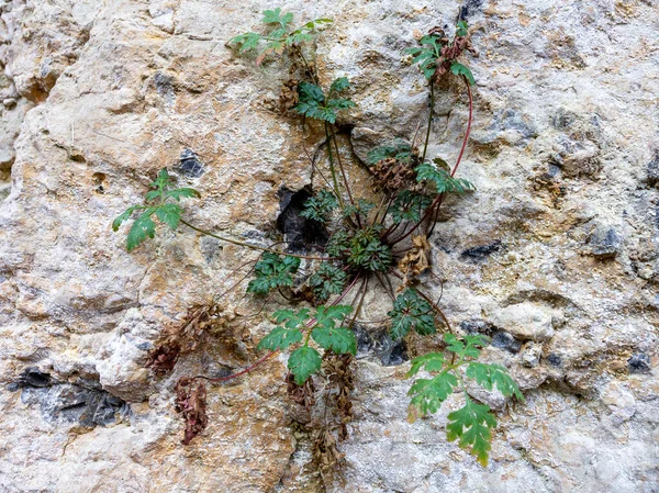Doğal doğal taş, dağ nehrinin taş tüneli, inşaatlarda ve dekoratif dekorasyonlarda kullanılan hareketsiz malzeme, yakın plan.. -