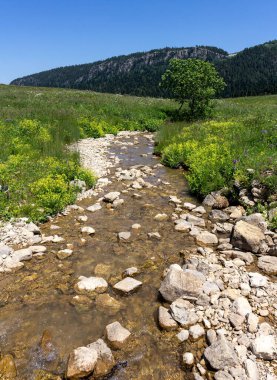 summer morning, walking along the bed of a mountain river that has become shallow by the beginning of the autumn period and exposing its rocky bottom with clear water.