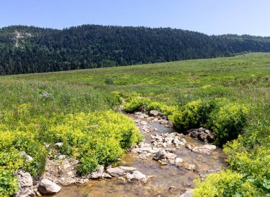 summer morning, walking along the bed of a mountain river that has become shallow by the beginning of the autumn period and exposing its rocky bottom with clear water.