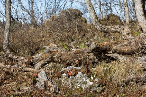 Walking Autumn Forest Monitoring Observed Forest Lands Changes Occurring Life — Stock Photo, Image