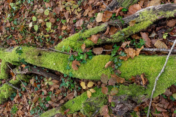 Pozdní Podzim Vysočině Procházky Přírodě Pozorování Přírodních Změn Terénu Parku — Stock fotografie