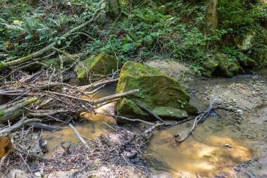 Yaz sabahı, yaz sonu ve gelecek sonbahar dönemi sığ bir nehir yatağı boyunca yürürken kayalık dibini berrak suyla ortaya çıkarır..