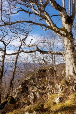 Turizm rotasının tepesinde yer alan kış ormanı.+