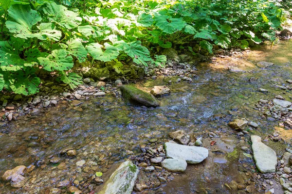 Matin Été Marchant Long Lit Une Rivière Montagne Qui Est — Photo