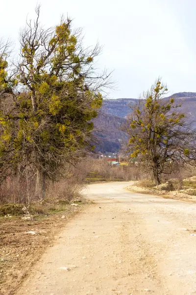 Herfstperiode Een Natuurpark Snelweg Bos Bomen Met Omgevallen Bladeren Panoramisch — Stockfoto