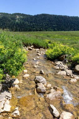 Dağ nehrinin kaynakları, nehir yatağı boyunca yolculuk, sığ zemin ve güneş ışığında ısınan taşlar..