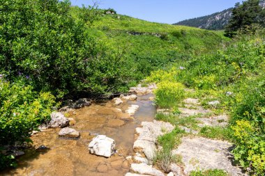 Dağ nehrinin kaynakları, nehir yatağı boyunca yolculuk, sığ zemin ve güneş ışığında ısınan taşlar..