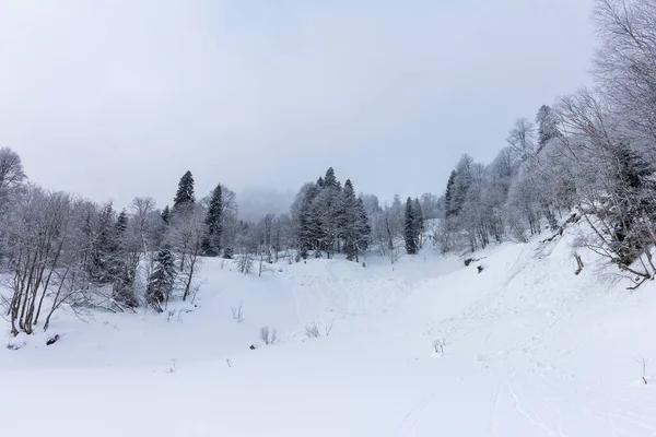 Zimní Zasněžený Les Horách Majestátní Svahy Sněhovém Zajetí — Stock fotografie