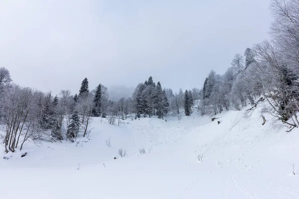 Floresta Coberta Neve Inverno Nas Montanhas Encostas Majestosas Cativeiro Neve — Fotografia de Stock