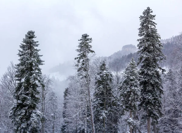 Dağlarda karla kaplı bir orman, karla kaplı görkemli yamaçlar..