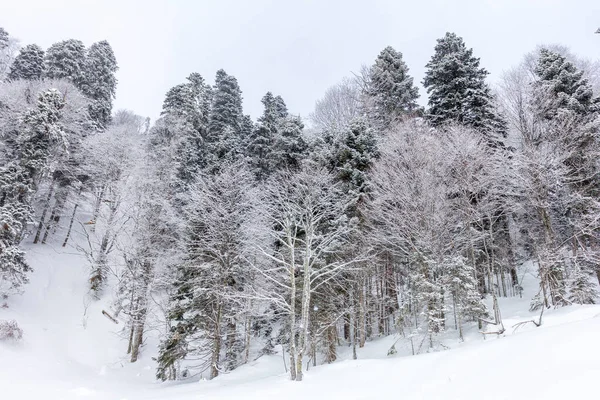 Dağlarda Karla Kaplı Bir Orman Karla Kaplı Görkemli Yamaçlar — Stok fotoğraf