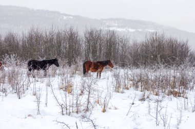 Atlar, karla kaplı bir çayırda otlayan küçük bir sürü..