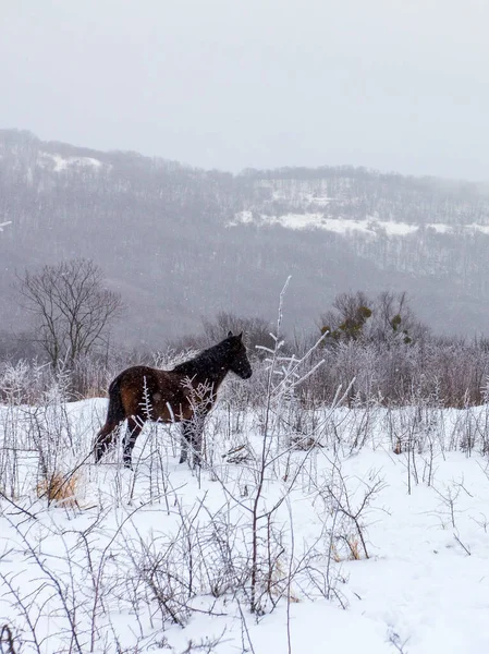 Atlar, karla kaplı bir çayırda otlayan küçük bir sürü..