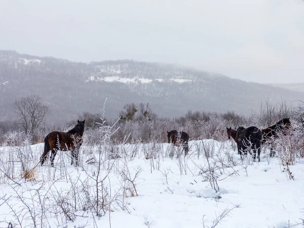 Atlar, karla kaplı bir çayırda otlayan küçük bir sürü..
