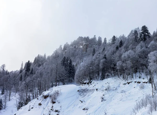 Forêt Montagne Hiver Située Sur Crête Route Touristique — Photo