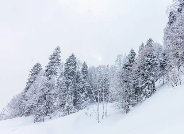 観光ルートの尾根に位置する冬の山の森 — ストック写真
