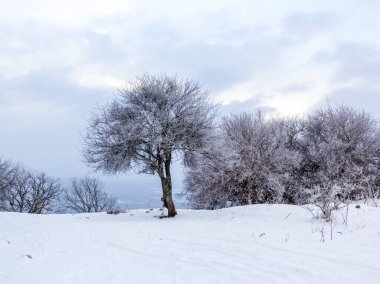 Turizm rotasının tepesinde yer alan kış ormanı.