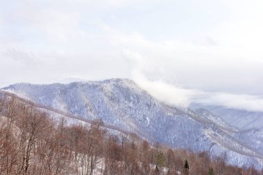 Turizm rotasının tepesinde yer alan kış ormanı.