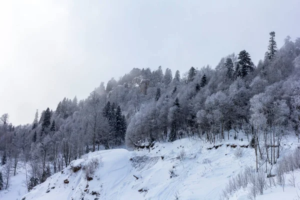 Forêt Montagne Hiver Située Sur Crête Route Touristique — Photo