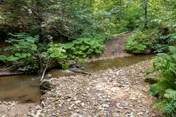 Mañana Verano Paseo Por Lecho Río Montaña Variedad Floración Hierbas — Foto de Stock