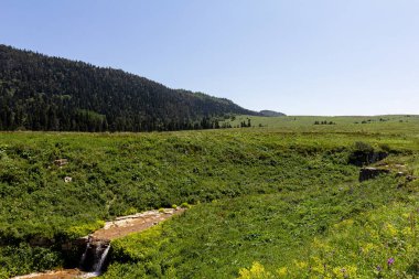 Dağ nehrinin kaynakları, nehir yatağı boyunca yolculuk, sığ zemin ve güneş ışığında ısınan taşlar.. 