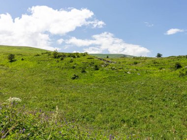 Dağ nehrinin kaynakları, nehir yatağı boyunca yolculuk, sığ zemin ve güneş ışığında ısınan taşlar.. 