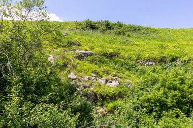 Dağ nehrinin kaynakları, nehir yatağı boyunca yolculuk, sığ zemin ve güneş ışığında ısınan taşlar.. 