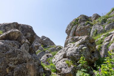 Yüksek katmandaki tek ağaçlar - kayaların üzerinde büyüyen rakım yaylası .