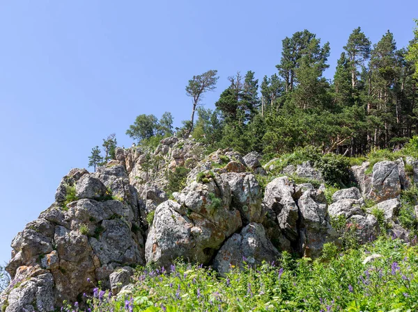 Árvores Únicas Camada Superior Planalto Alta Altitude Crescendo Rochas — Fotografia de Stock
