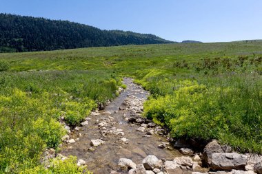 Dağ nehrinin kaynakları, nehir yatağı boyunca yolculuk, sığ zemin ve güneş ışığında ısınan taşlar.. 