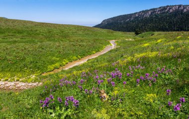 Dağ nehrinin kaynakları, nehir yatağı boyunca yolculuk, sığ zemin ve güneş ışığında ısınan taşlar.. 