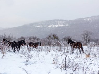 Atlar, karla kaplı bir çayırda otlayan küçük bir sürü..