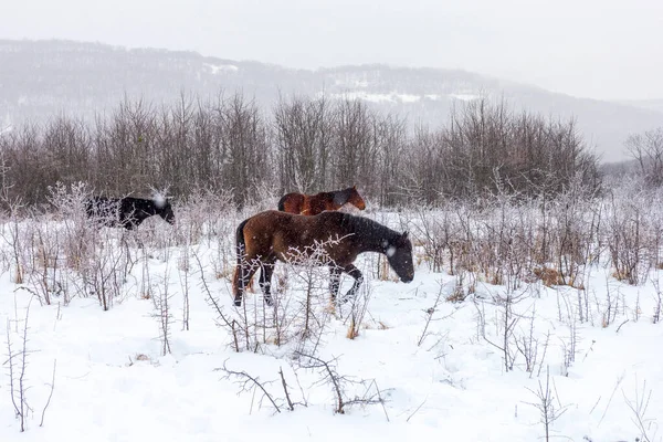 Лошади Небольшое Стадо Пасущееся Заснеженном Лугу — стоковое фото
