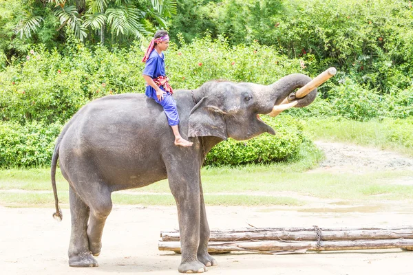 6 月 20 日泰国佛统： 大象鞋在 2013 年 6 月 20 日 — 图库照片